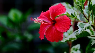 the-cost-to-prove-your-ethnicity-and-heritage:-hawaiian-edition